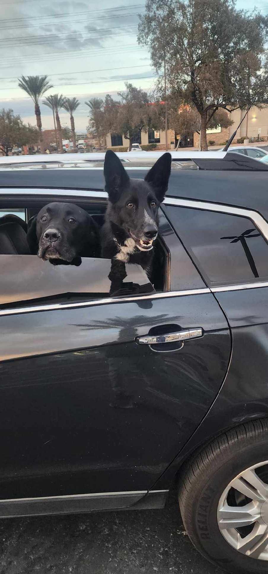 Enlarge Mia, a Adopted Border Collie in Las Vegas, NV image 2/2