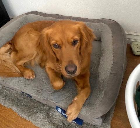 Duke, Adopted, Adult Male Golden Retriever.