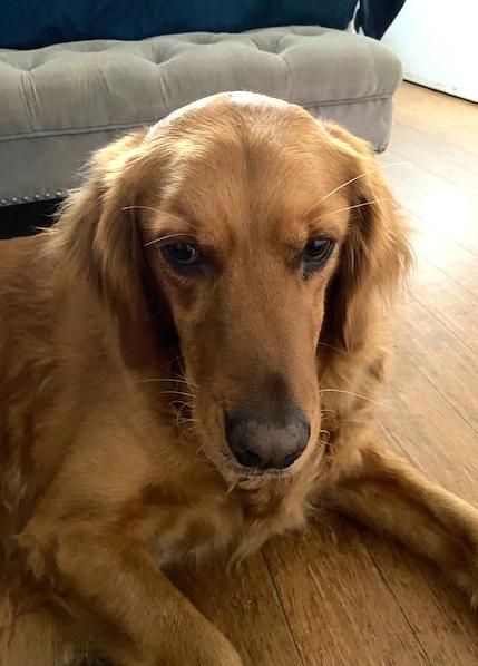 Enlarge Duke, a Adopted Golden Retriever in San Diego, CA image 2/3