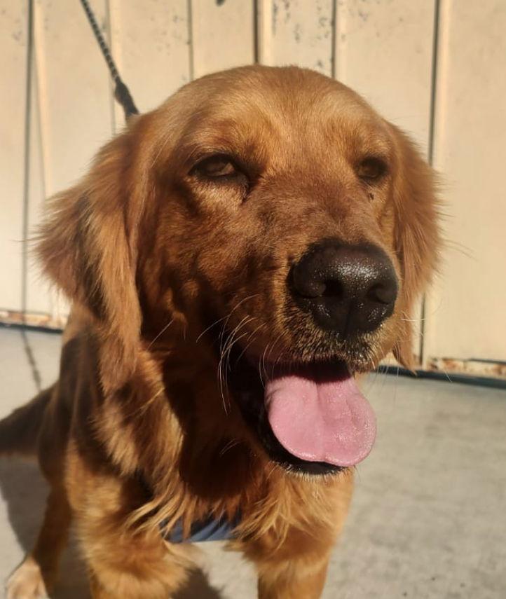 Enlarge Duke, a Adopted Golden Retriever in San Diego, CA image 3/3