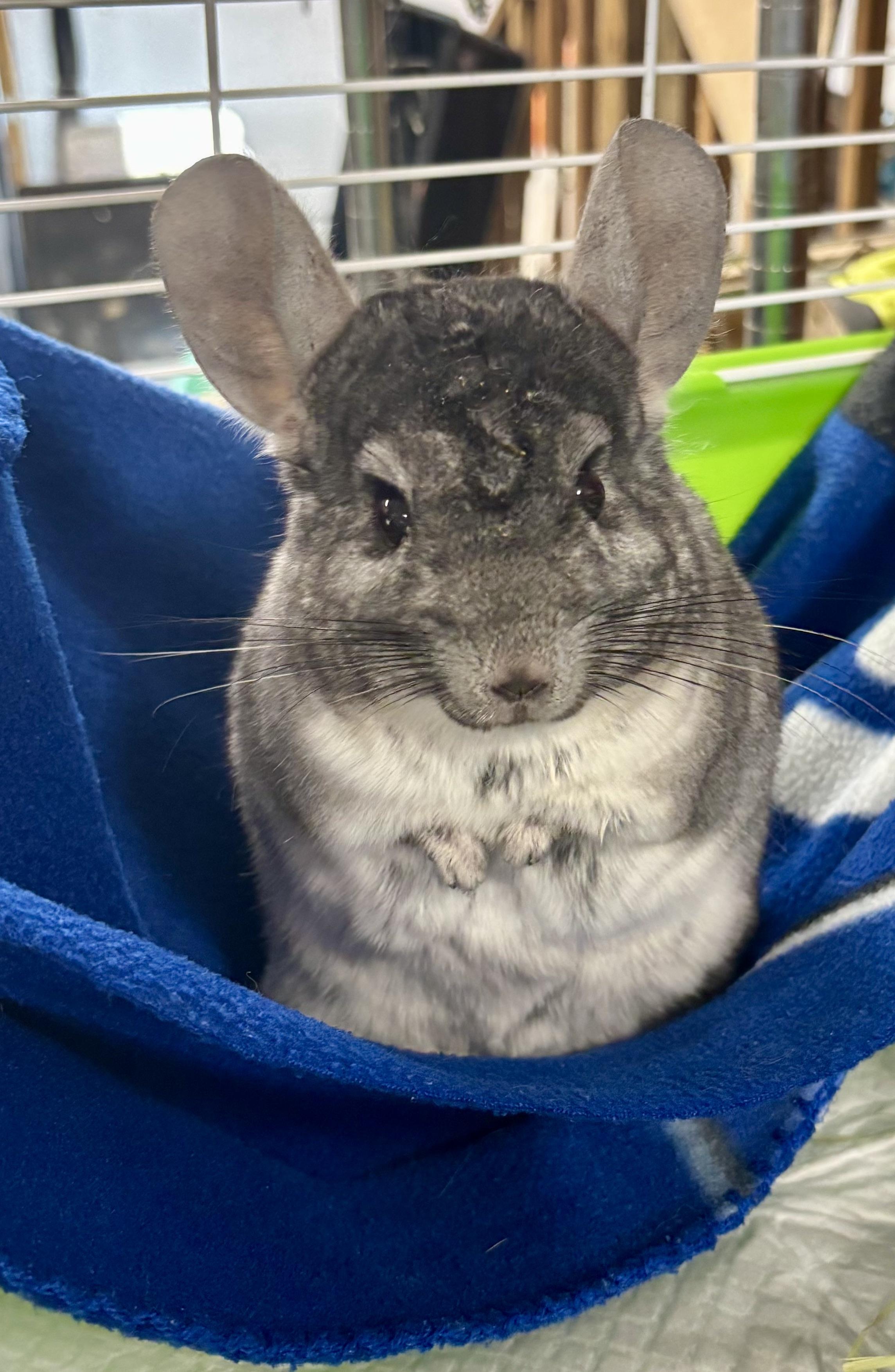 Ninja, Adoptable, Adult Male Chinchilla.
