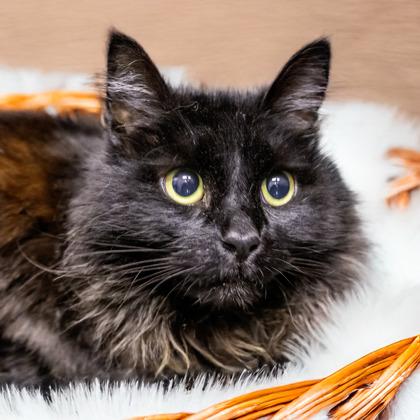 Beary, Adoptable, Adult Female Domestic Long Hair & Domestic Short Hair.