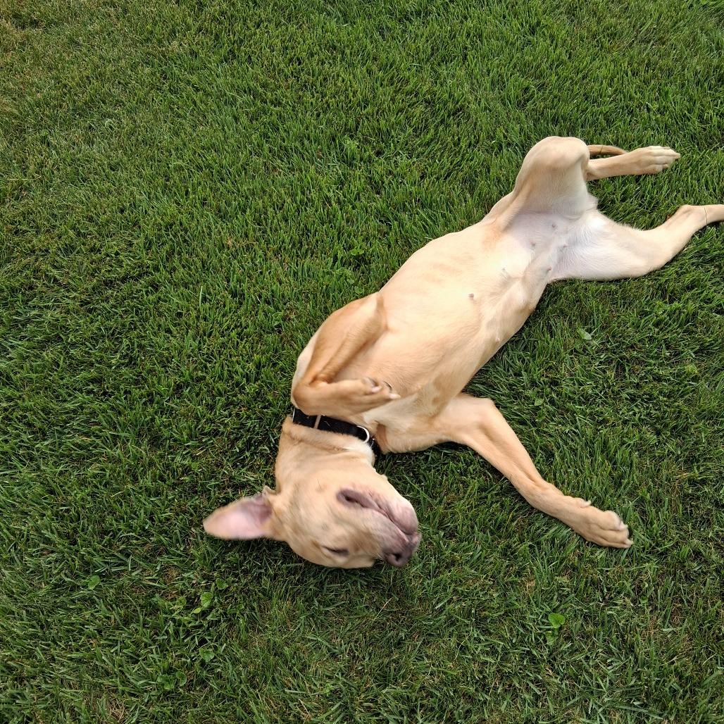 Kalli, Adoptable, Adult Female Pit Bull Terrier.