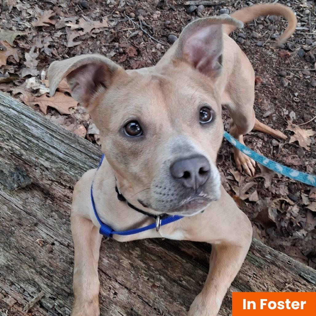 Enlarge Kalli, a Adoptable Pit Bull Terrier in Baltimore, MD image 2/4