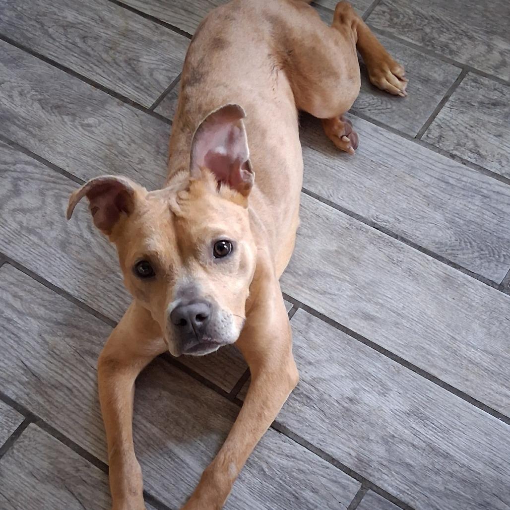 Enlarge Kalli, a Adoptable Pit Bull Terrier in Baltimore, MD image 4/4
