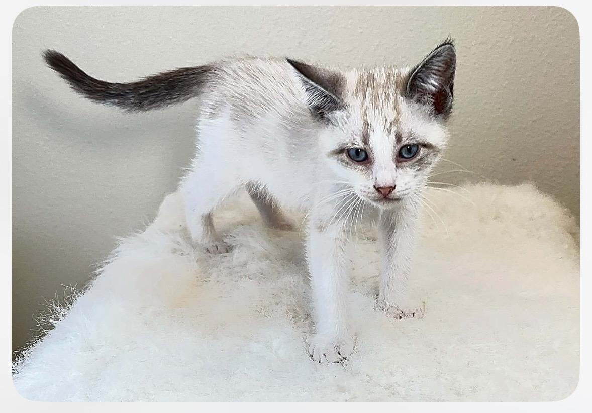 Enlarge SHAGGY, an adopted mixed breed in Sumterville, FL image 1/1