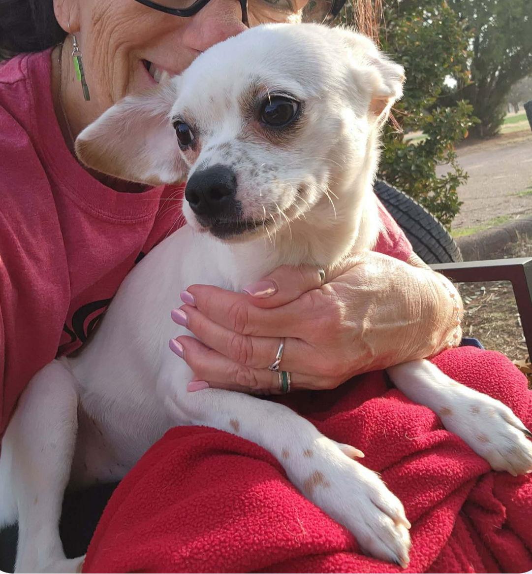 Dottie - ADOPTION IN PROCESS, Adoptable, Young Female Rat Terrier & Chihuahua.