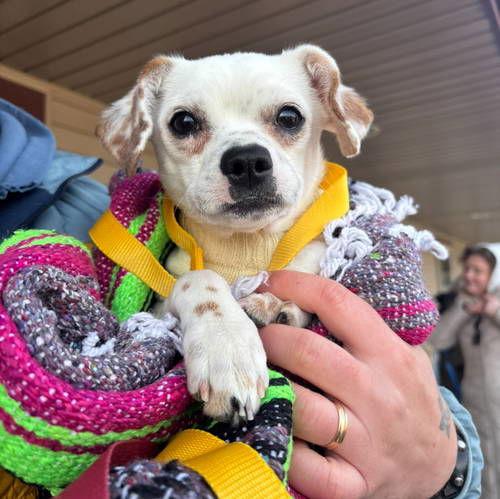 Dottie, a Adoptable mixed breed in Grafton, WI image 1/3