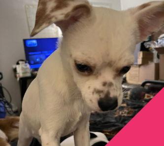 Dottie, Adoptable, Young Female Rat Terrier & Chihuahua.