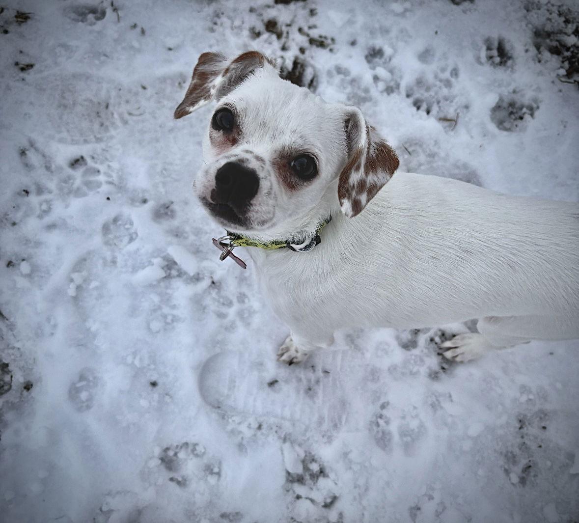 Dottie, a Adoptable mixed breed in Grafton, WI image 2/3