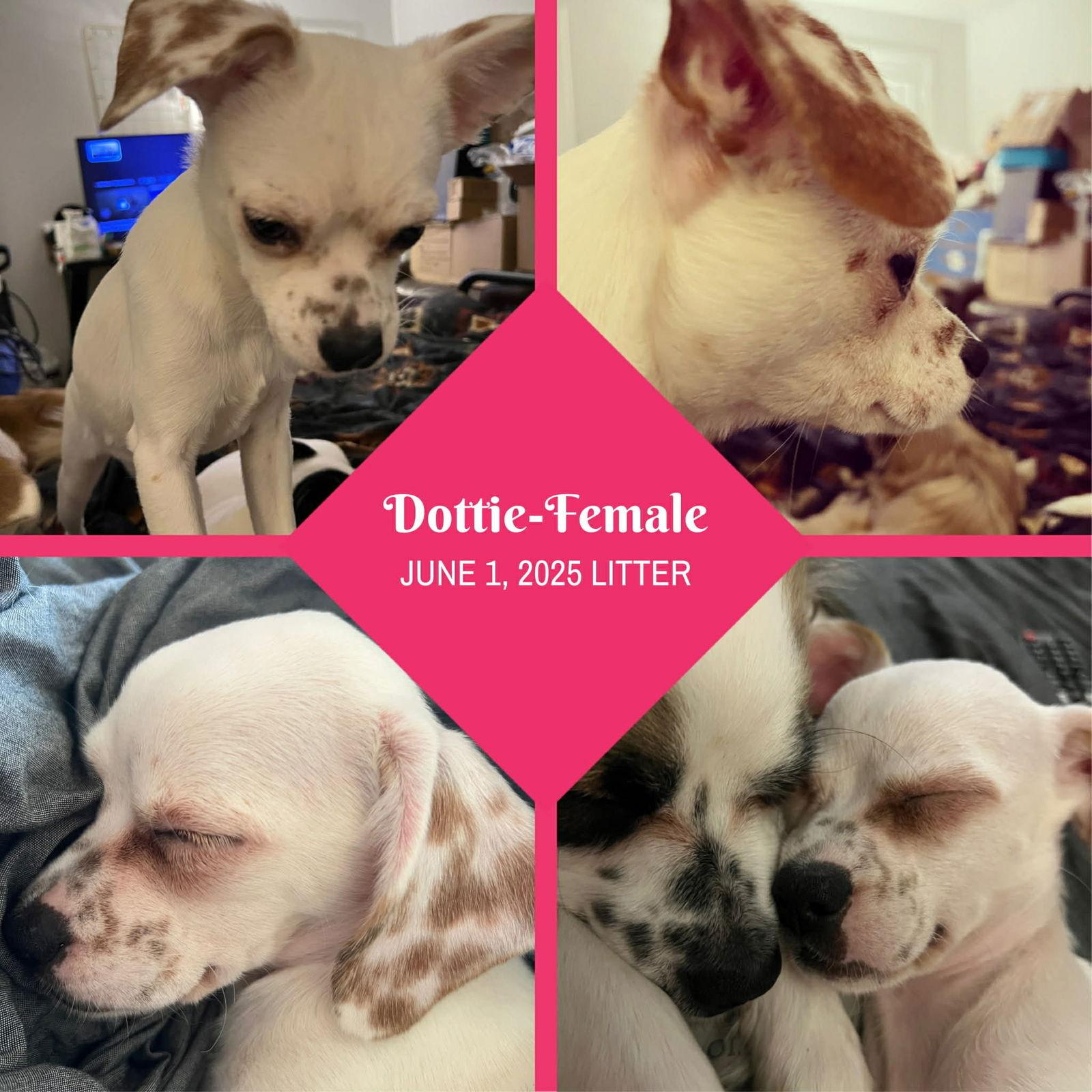 Dottie, a Adoptable mixed breed in Grafton, WI image 2/3