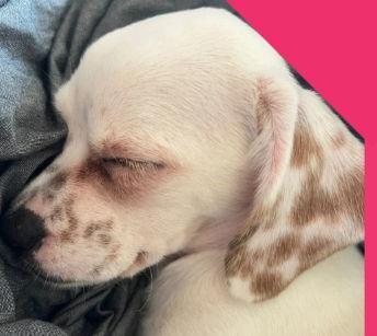 Dottie, a Adoptable mixed breed in Grafton, WI image 3/3