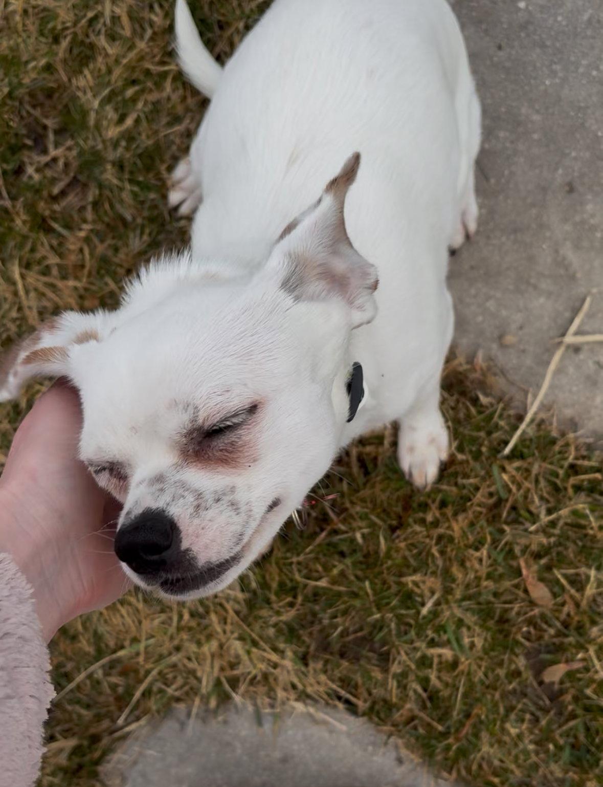 Dottie, a Adoptable mixed breed in Grafton, WI image 3/3