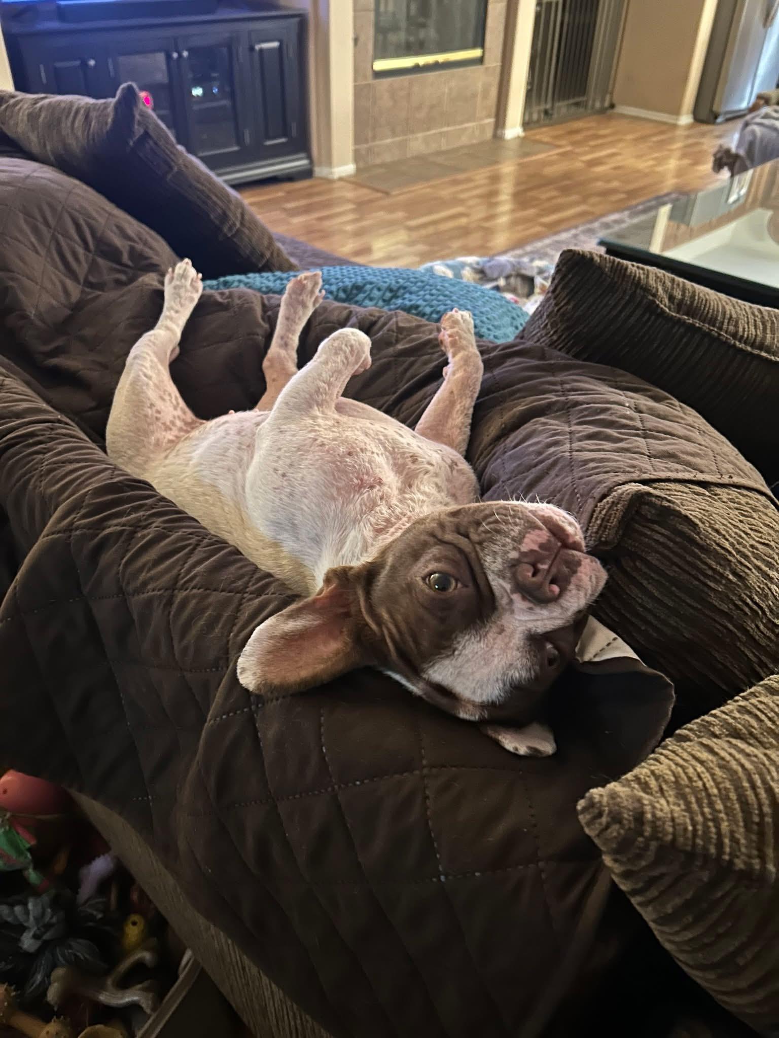 Enlarge Zoey, a ADOPTABLE French Bulldog in CLAREMONT, CA image 2/5