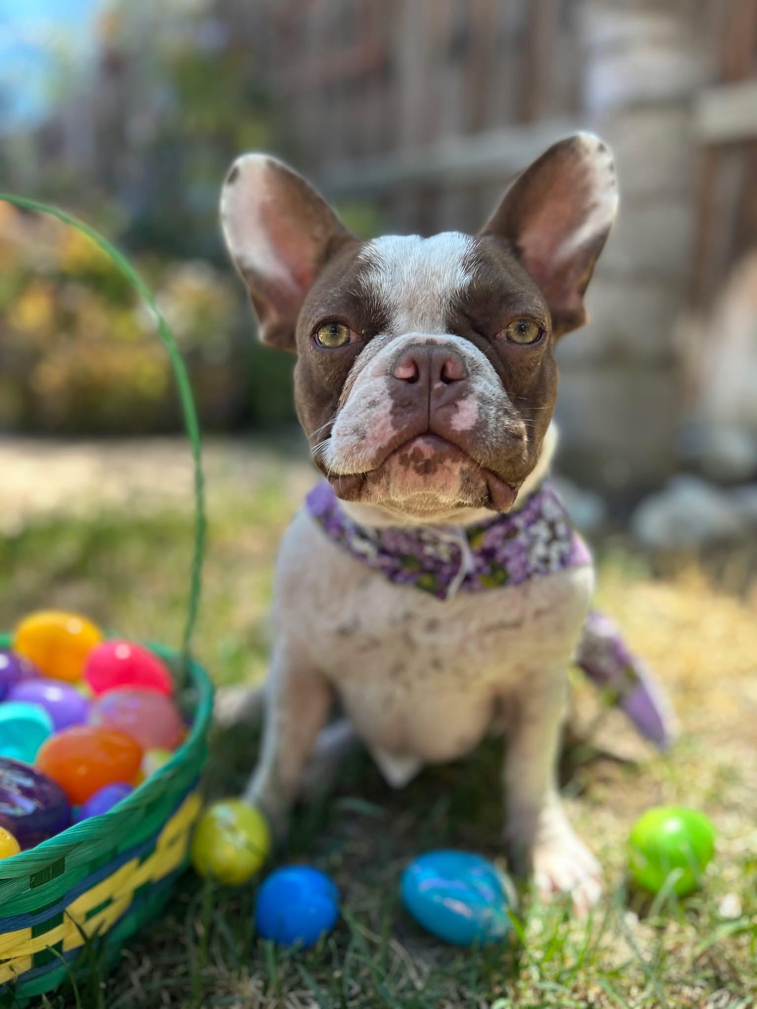 Enlarge Zoey, a ADOPTABLE French Bulldog in CLAREMONT, CA image 4/5