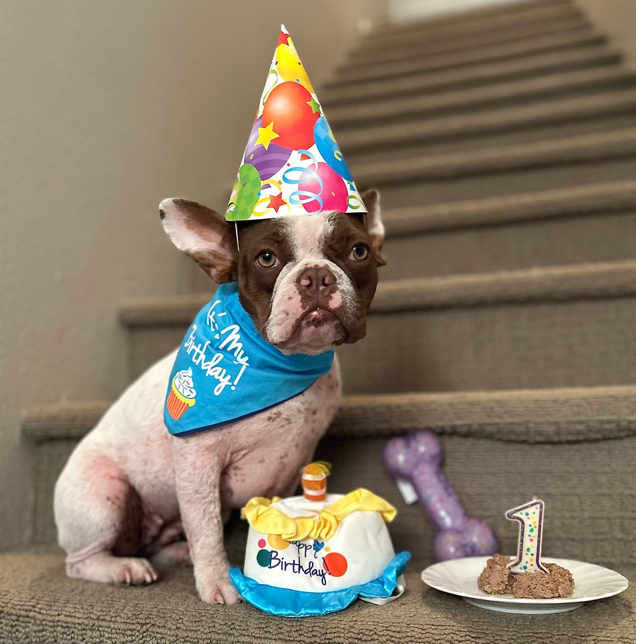 Zoey, ADOPTABLE, Young Female French Bulldog.