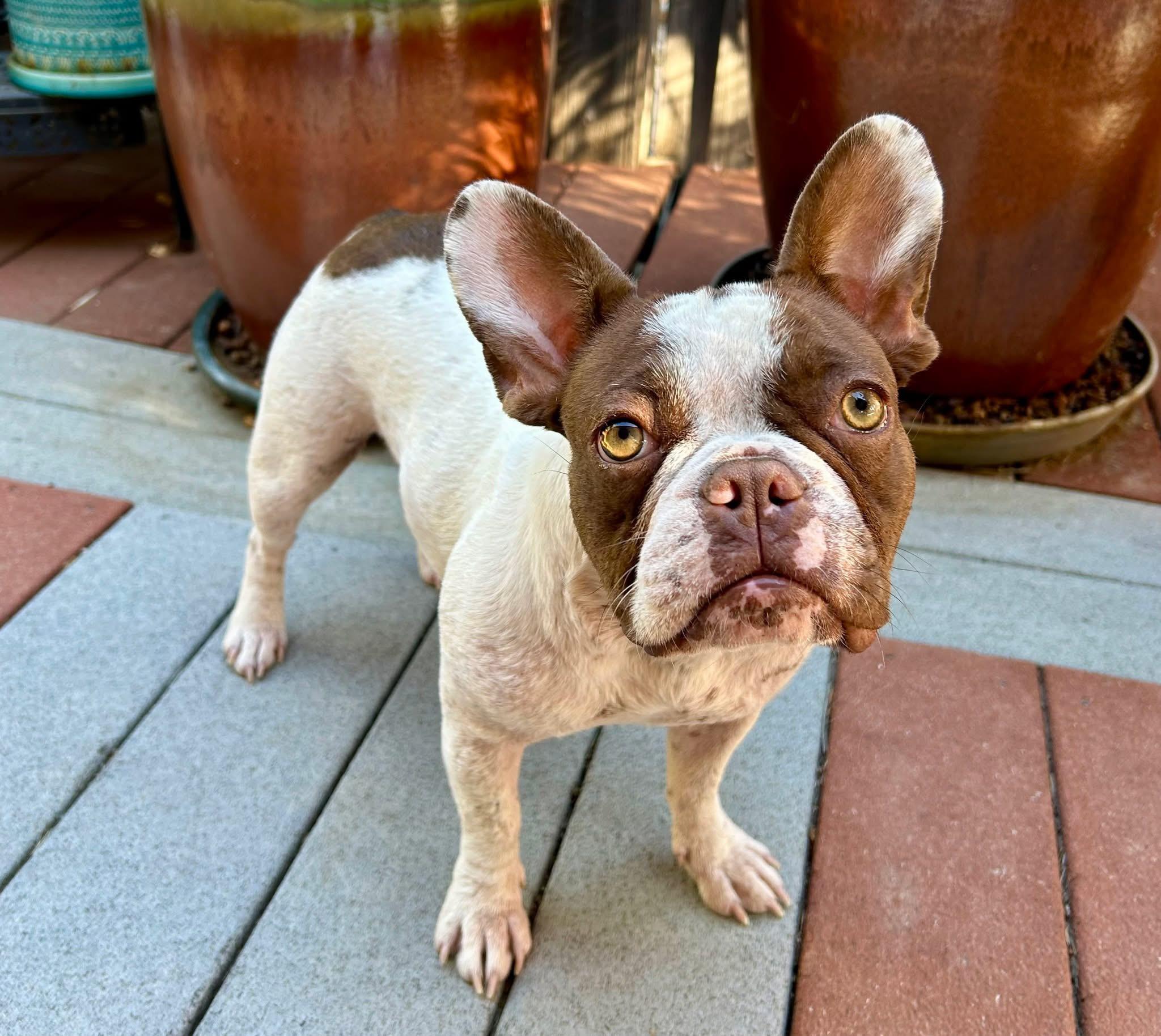 Enlarge Zoey, a ADOPTABLE French Bulldog in CLAREMONT, CA image 3/5