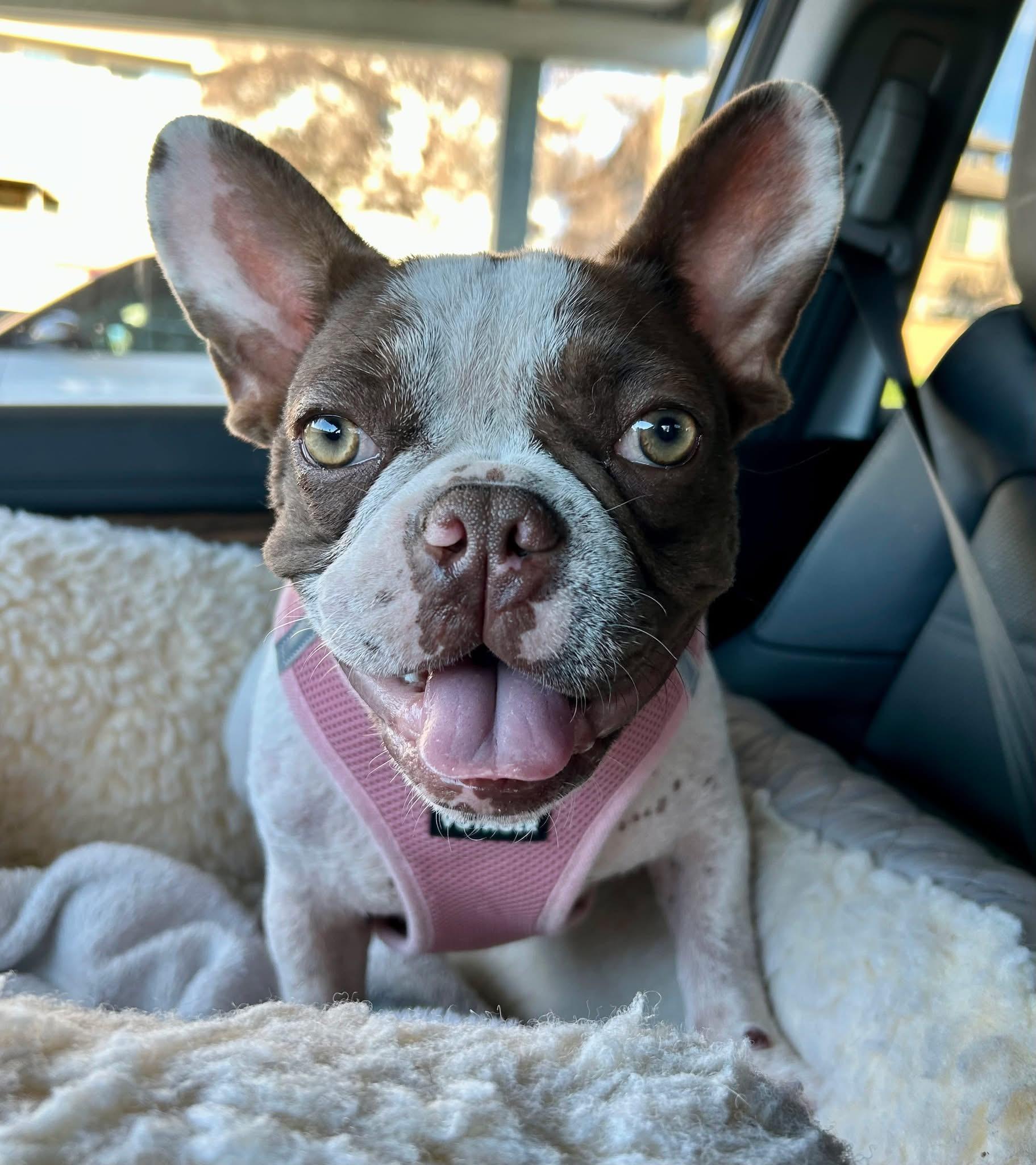 Enlarge Zoey, a ADOPTABLE French Bulldog in CLAREMONT, CA image 5/5