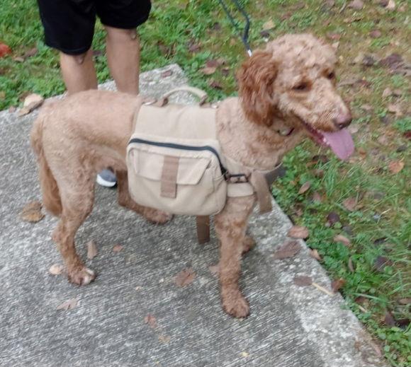 Piper, Adopted, Young Female Standard Poodle & Golden Retriever.