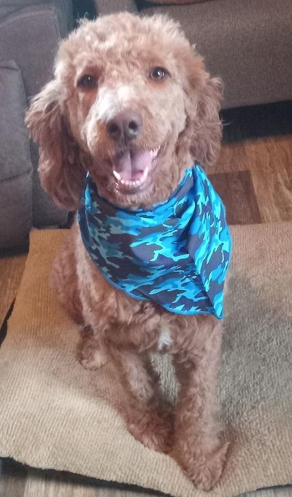 Enlarge Piper, a Adopted mixed breed in Fort Wayne, IN image 2/3