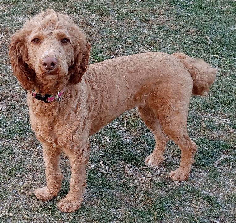 Enlarge Piper, a Adopted mixed breed in Fort Wayne, IN image 3/3