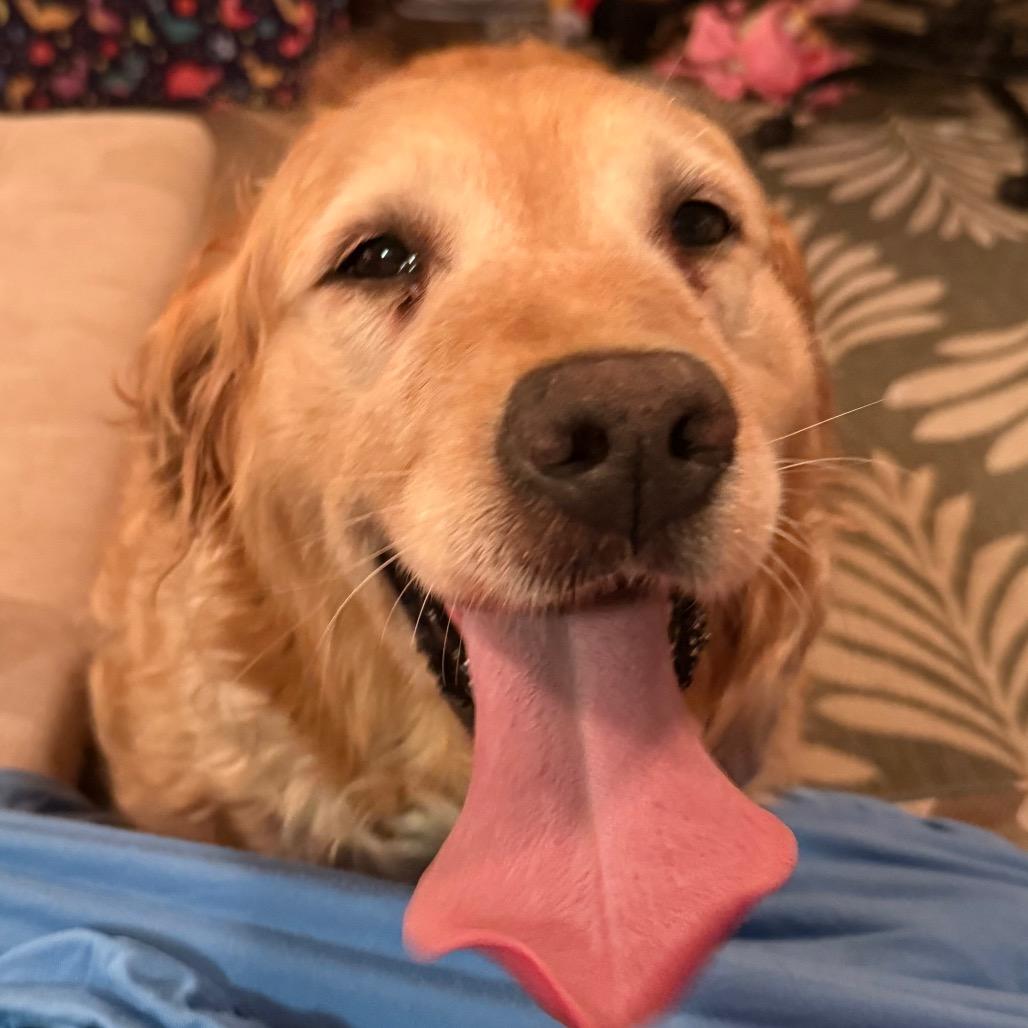 Enlarge Marigold, a Adoptable Golden Retriever in Sinking Spring, PA image 1/3
