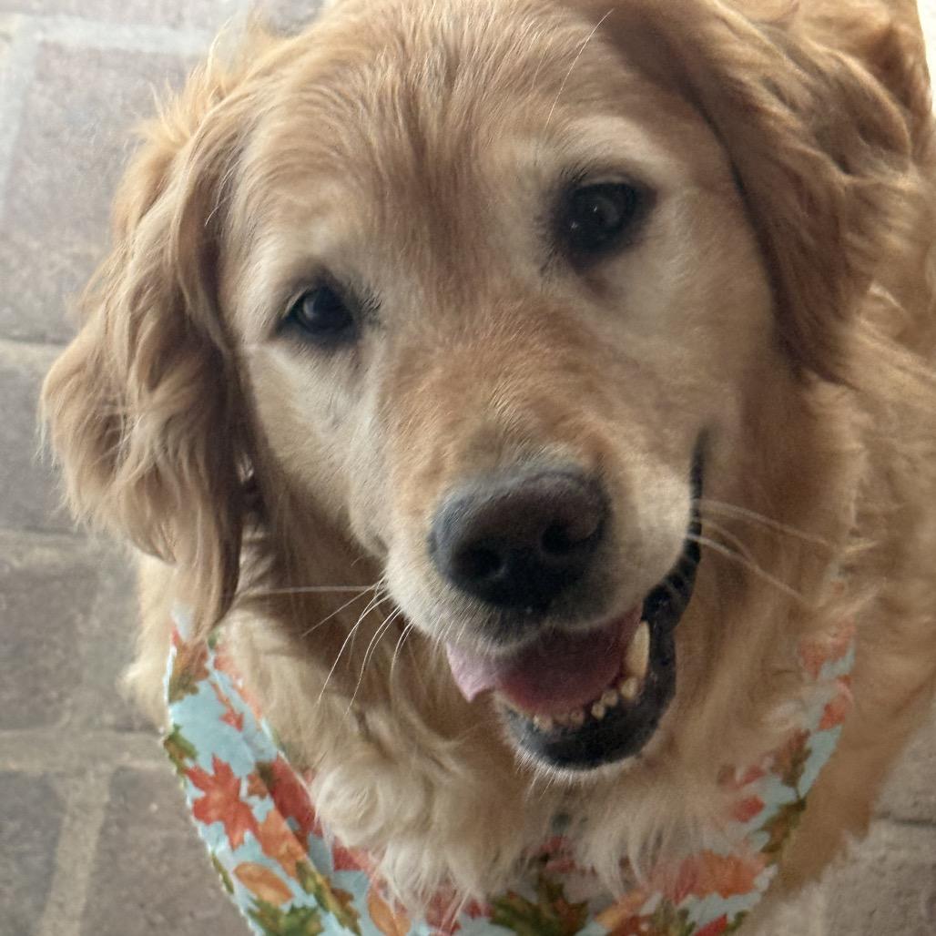 Enlarge Marigold, a Adoptable Golden Retriever in Sinking Spring, PA image 2/3