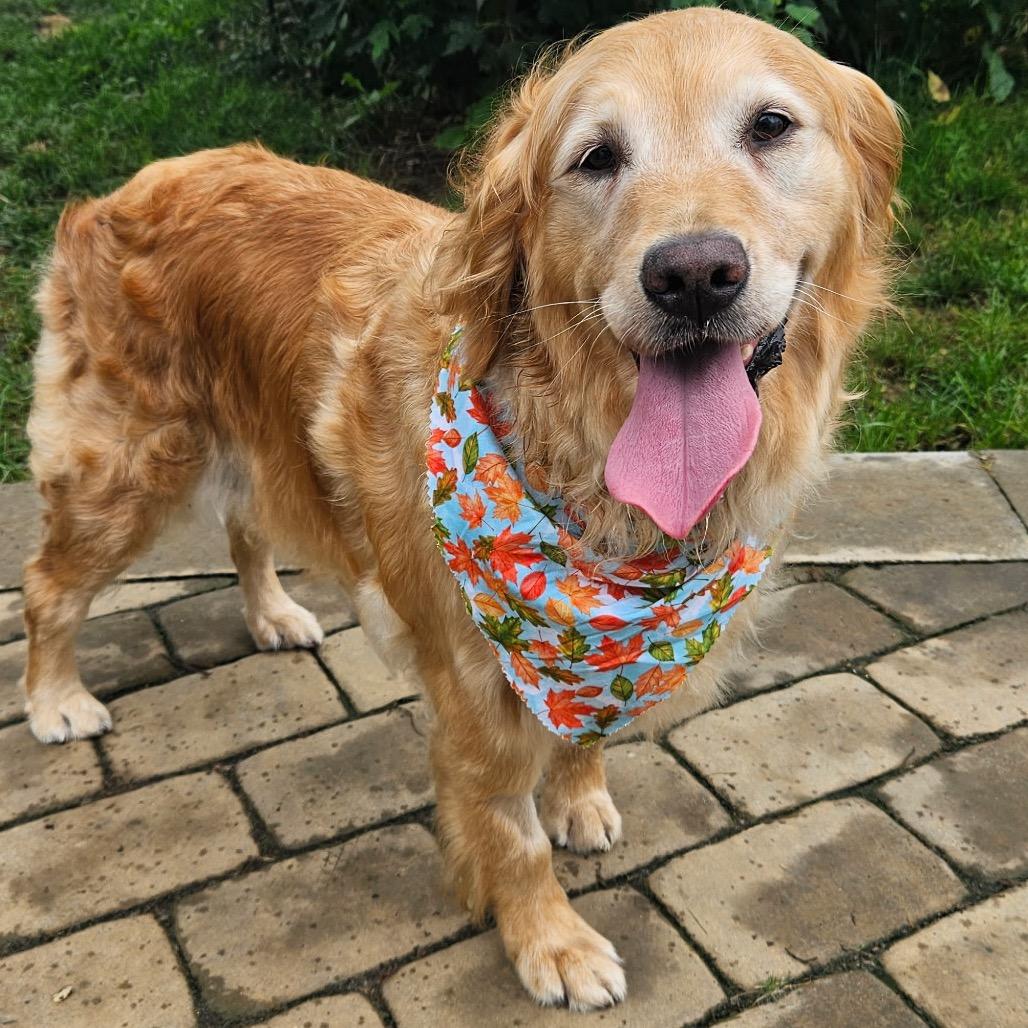 Enlarge Marigold, a Adoptable Golden Retriever in Sinking Spring, PA image 3/3