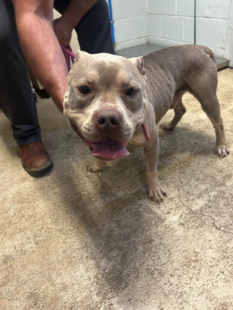 Enlarge Yuno, a Adoptable Pit Bull Terrier in Russellville, KY image 1/4