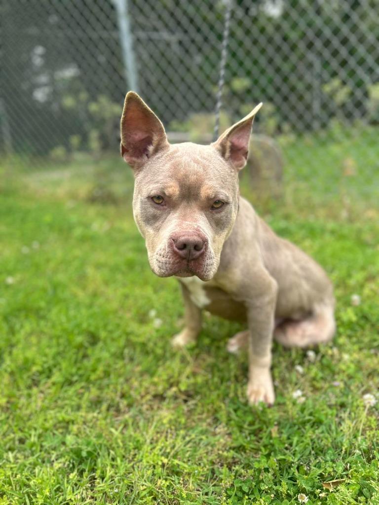 Enlarge Yuno, a Adoptable Pit Bull Terrier in Russellville, KY image 2/4