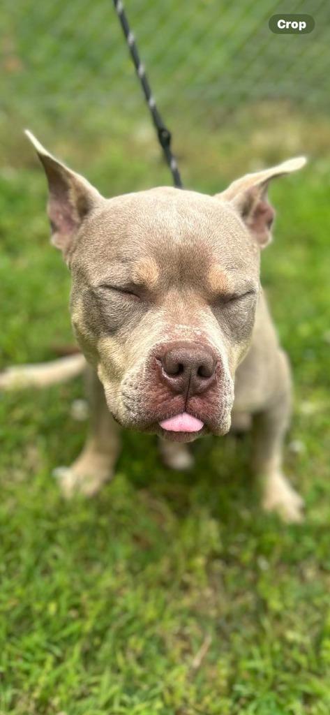 Enlarge Yuno, a Adoptable Pit Bull Terrier in Russellville, KY image 3/4