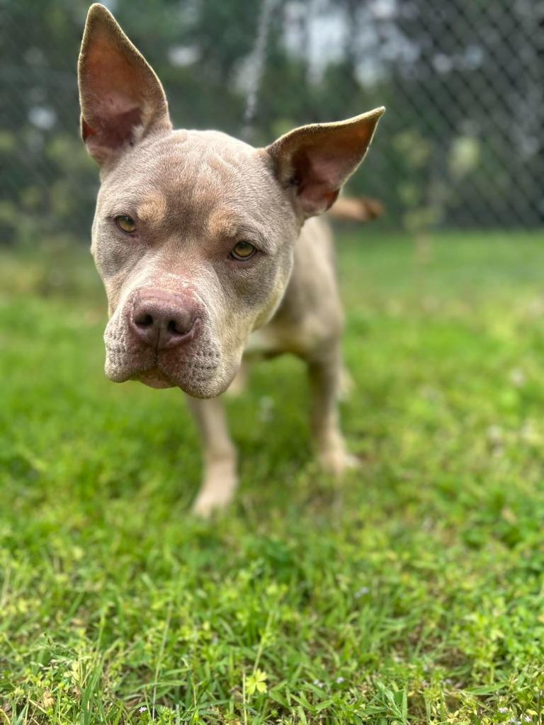 Enlarge Yuno, a Adoptable Pit Bull Terrier in Russellville, KY image 4/4