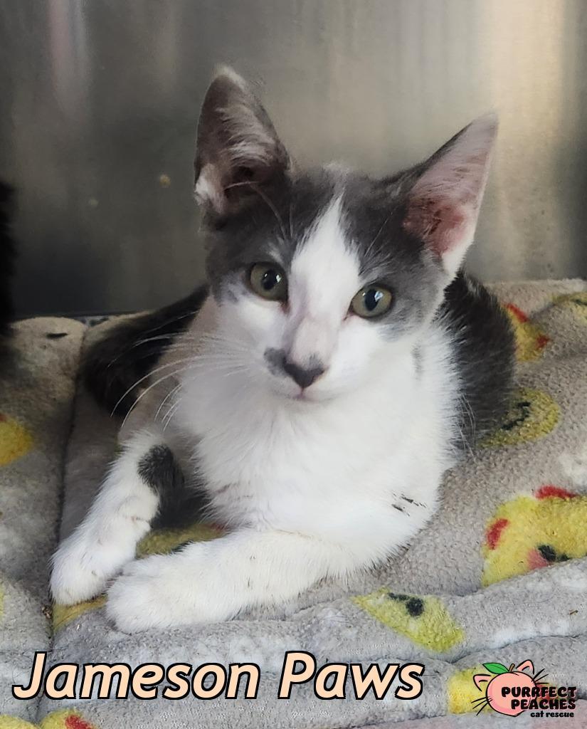 Jameson Paws, Adoptable, Kitten Male Domestic Short Hair.