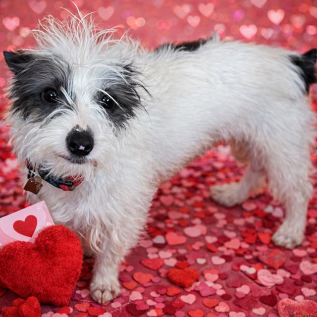 Enlarge Rascal, an adopted Terrier in Salt Lake City, UT image 1/3