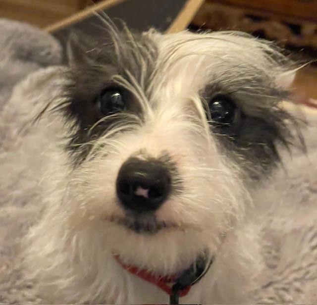 Enlarge Rascal, an adopted Terrier in Salt Lake City, UT image 2/3