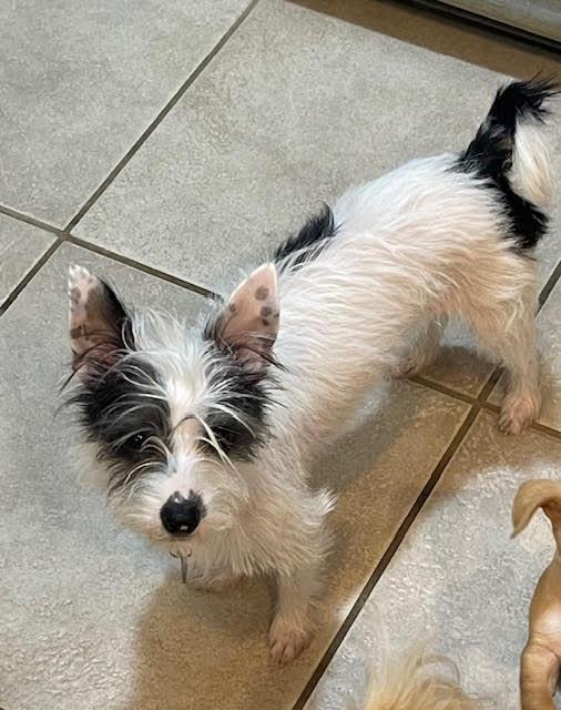 Enlarge Rascal, an adopted Terrier in Salt Lake City, UT image 3/3