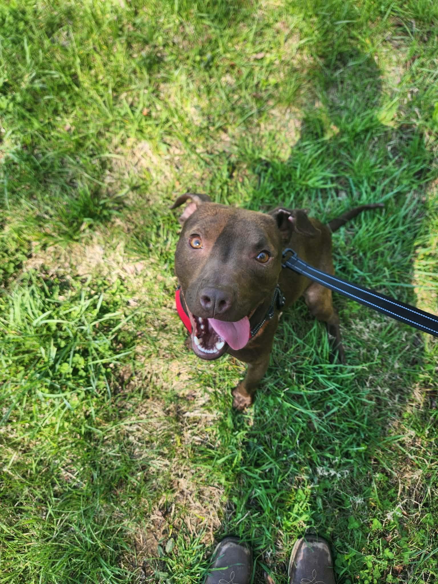 Dobie, Adoptable, Young Male Terrier.