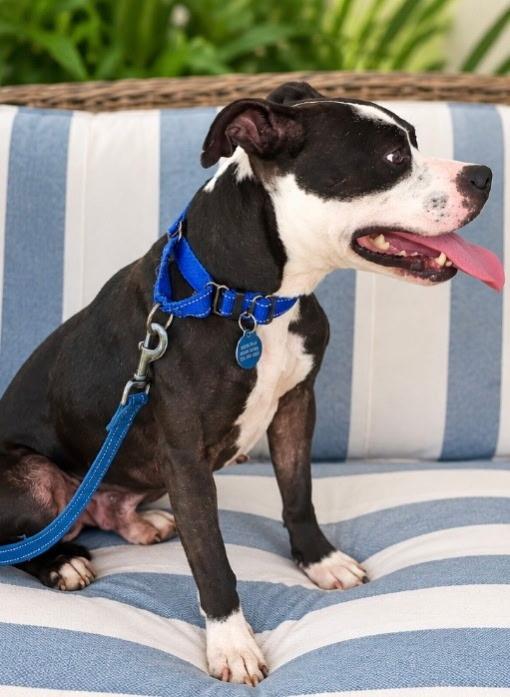 Enlarge Blake, a Adoptable mixed breed in Lake Worth, FL image 2/3