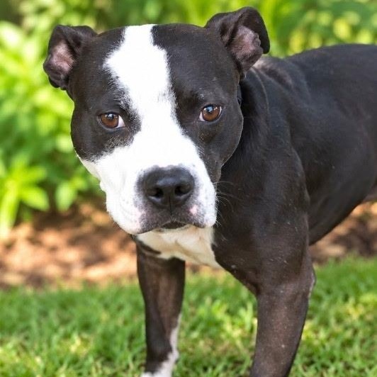 Blake, Adoptable, Young Male Boxer.