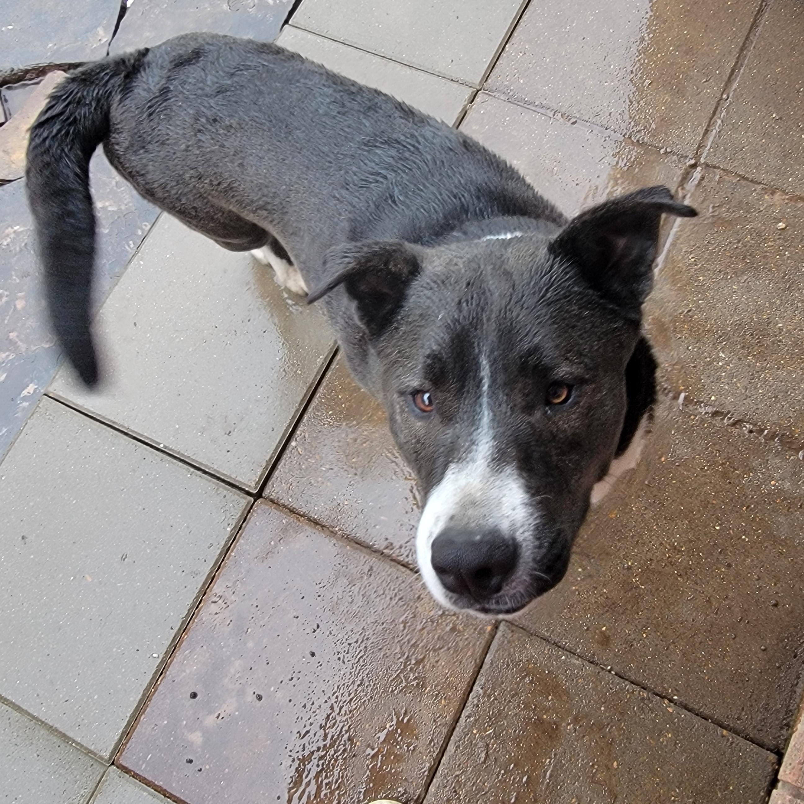 Enlarge Boysen, a Adoptable mixed breed in Tomball, TX image 5/6