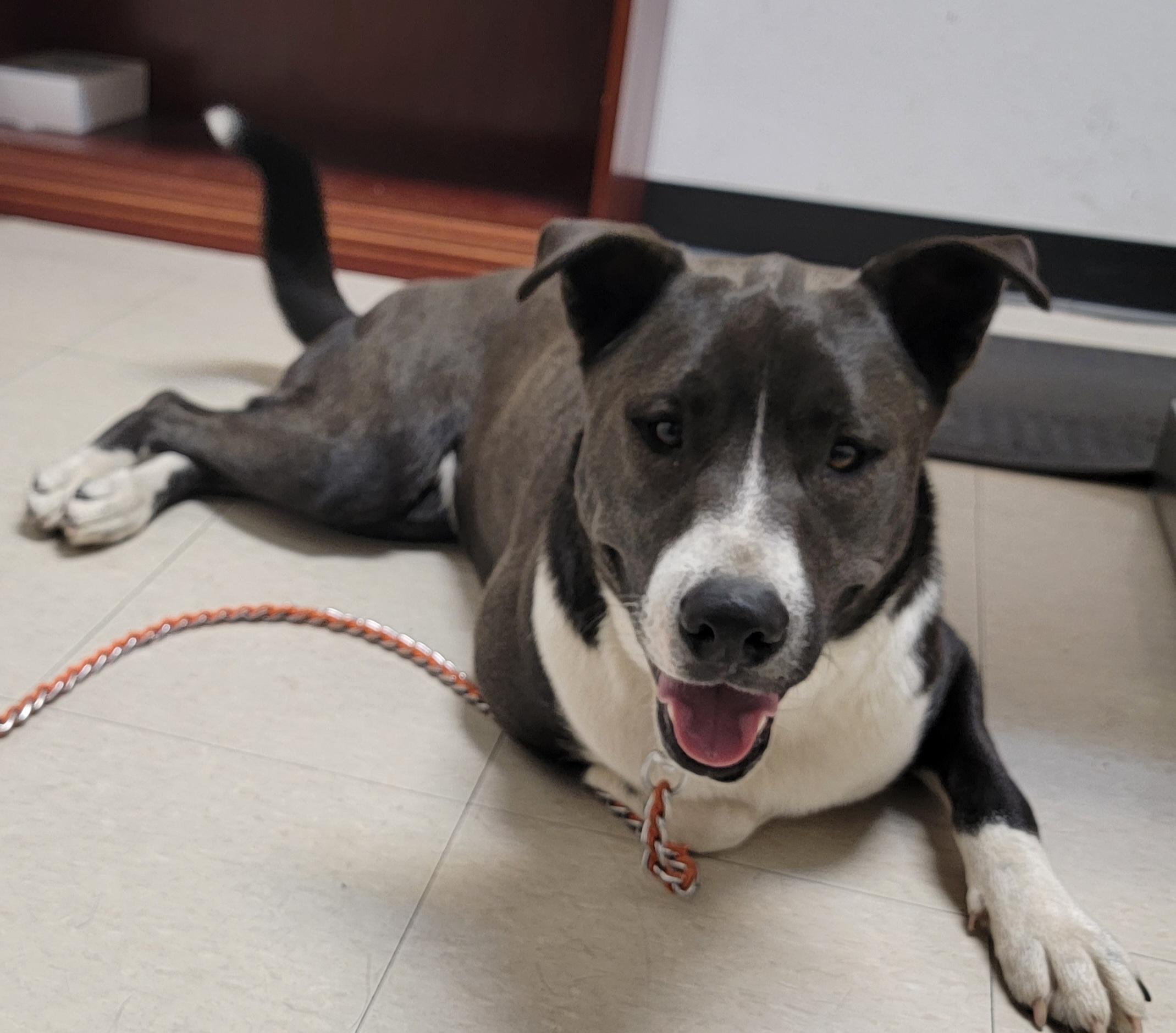 Enlarge Boysen, a Adoptable mixed breed in Tomball, TX image 4/6