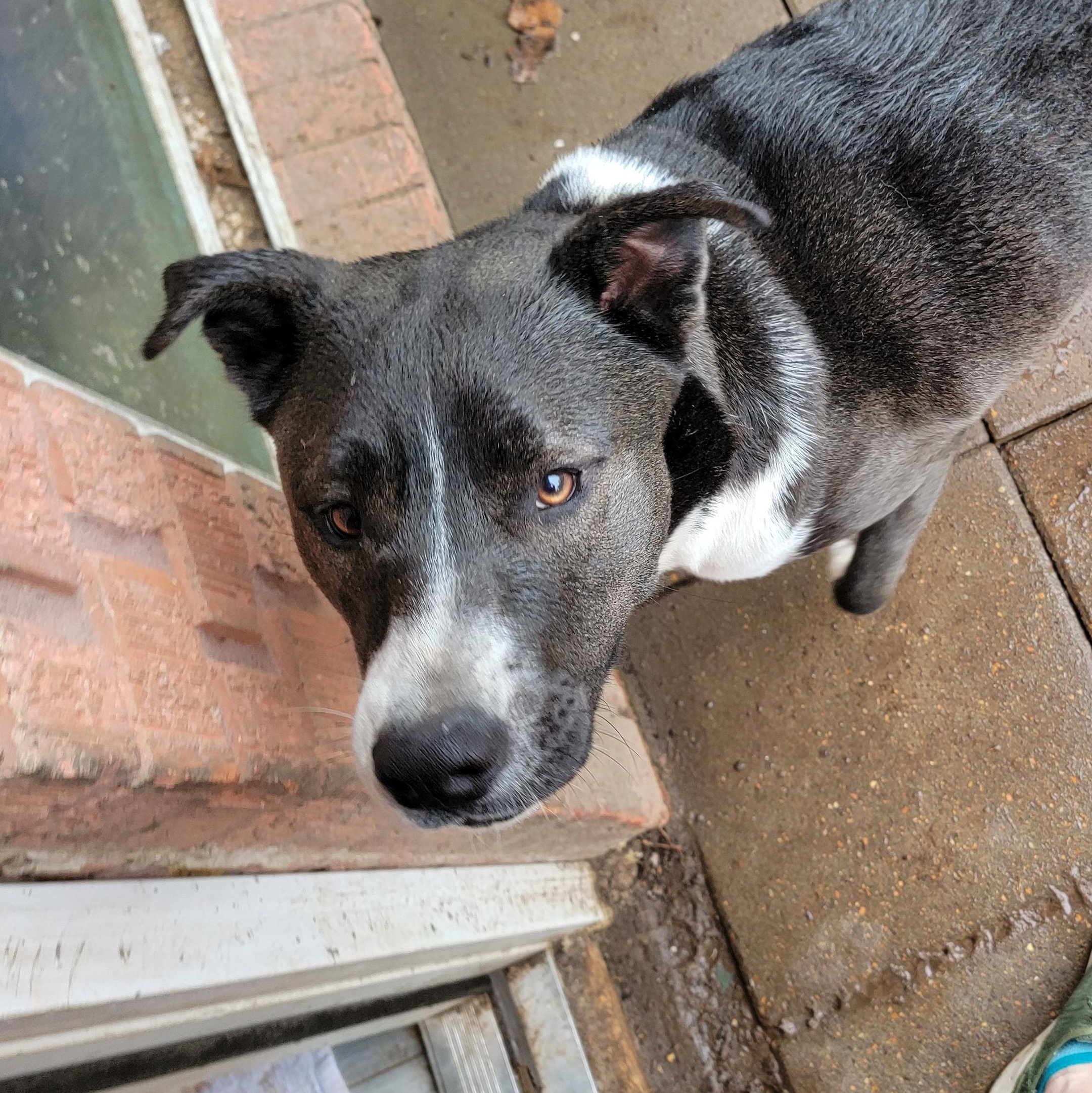 Enlarge Boysen, a Adoptable mixed breed in Tomball, TX image 3/6