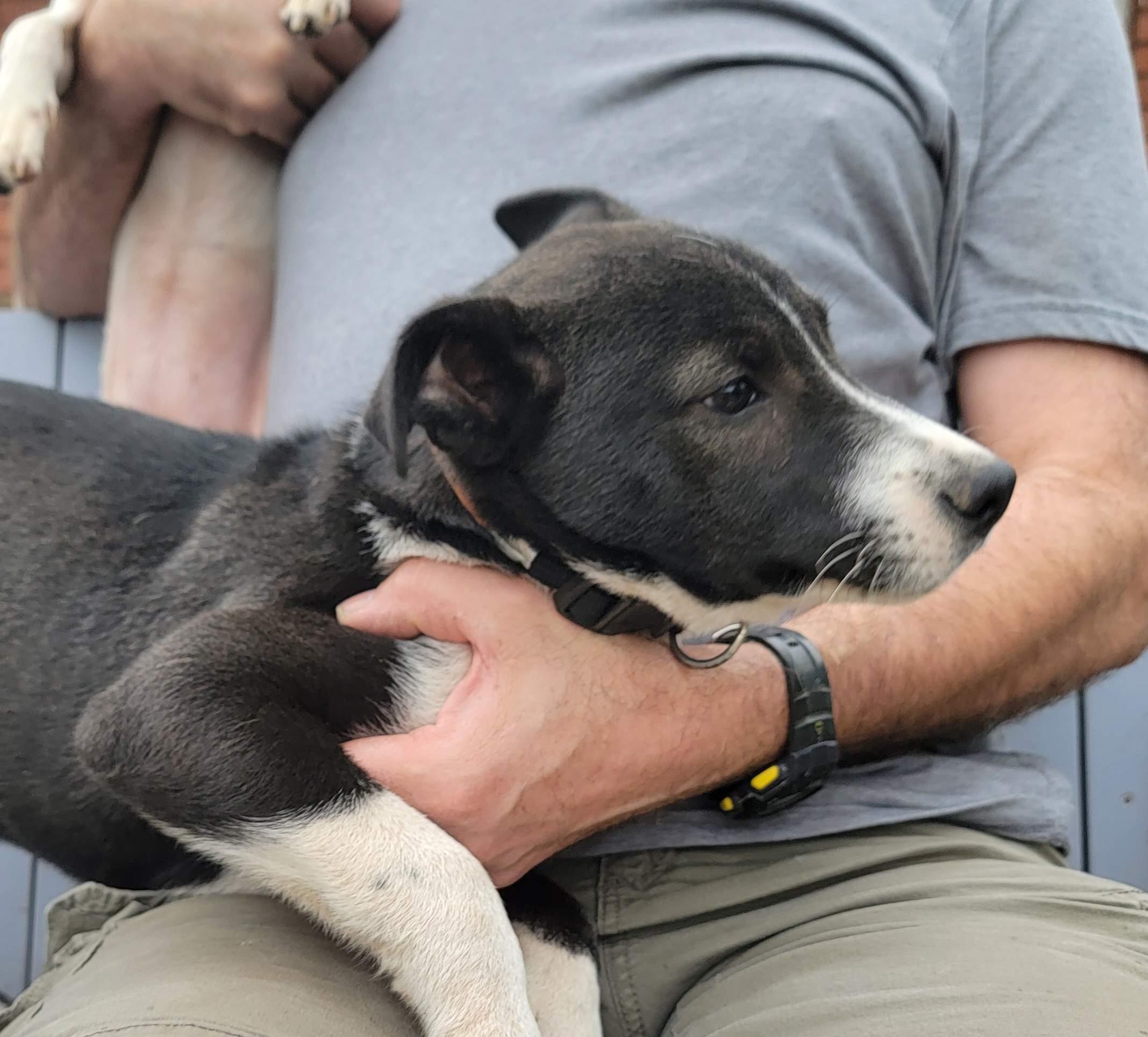 Boysen, Adoptable, Young Male Husky & Shepherd.