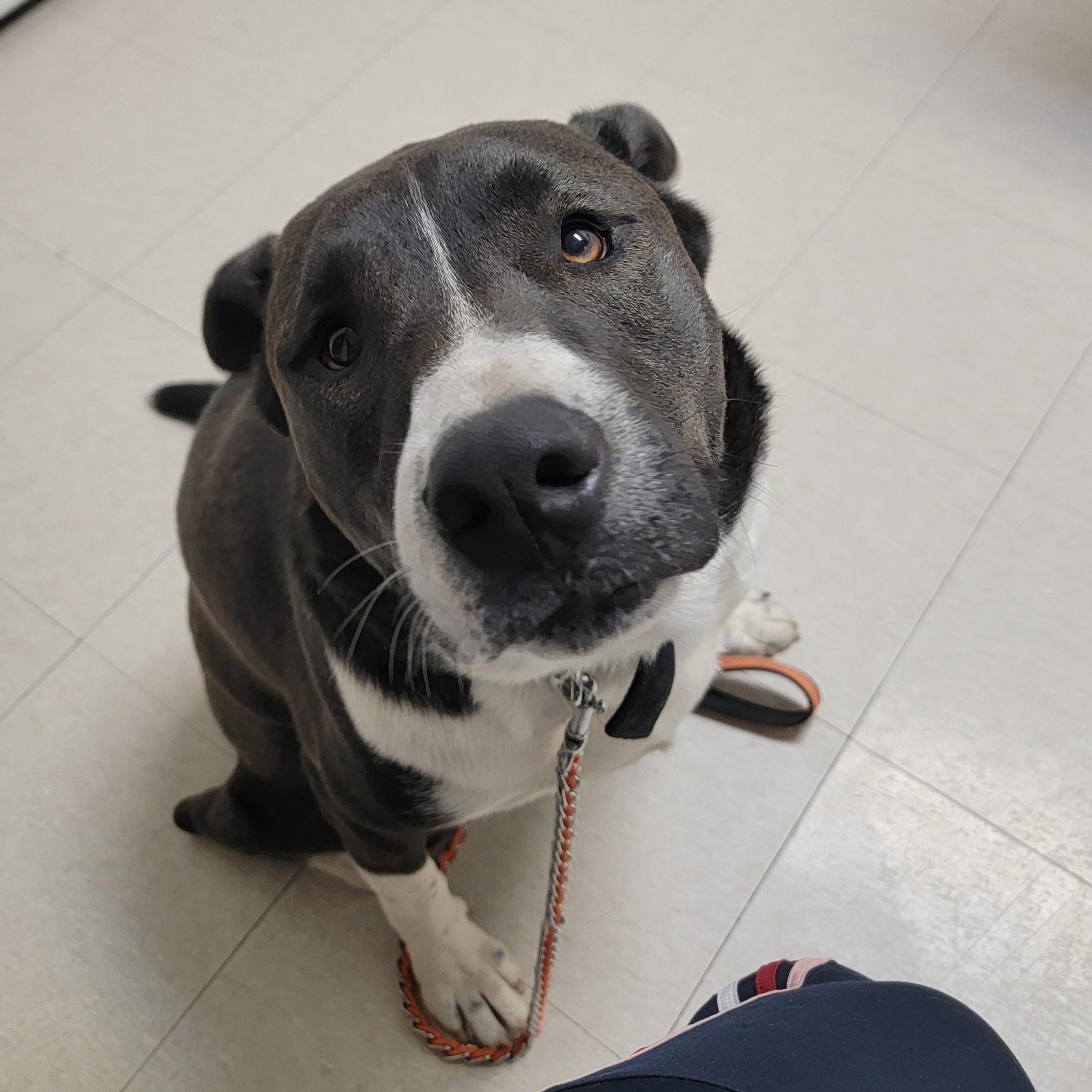 Enlarge Boysen, a Adoptable mixed breed in Tomball, TX image 2/6