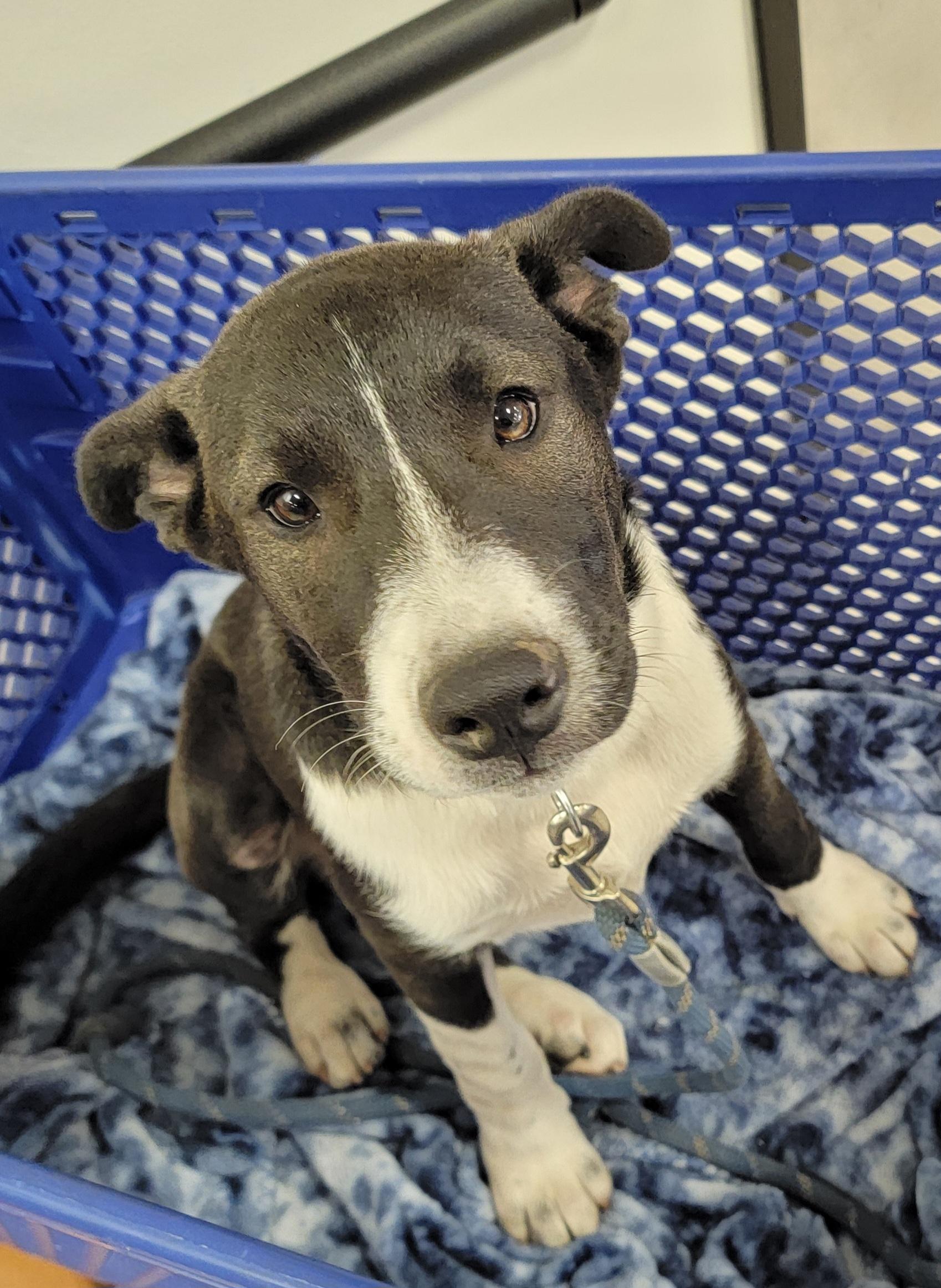 Enlarge Boysen, a Adoptable mixed breed in Tomball, TX image 6/6