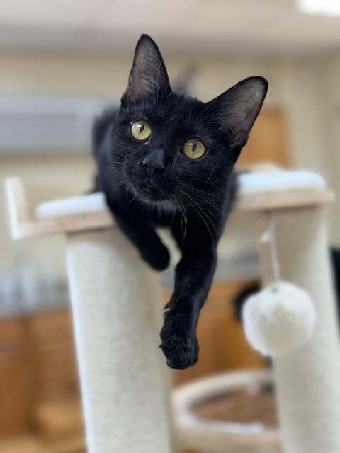 Honey, Adopted, Young Female Domestic Short Hair.