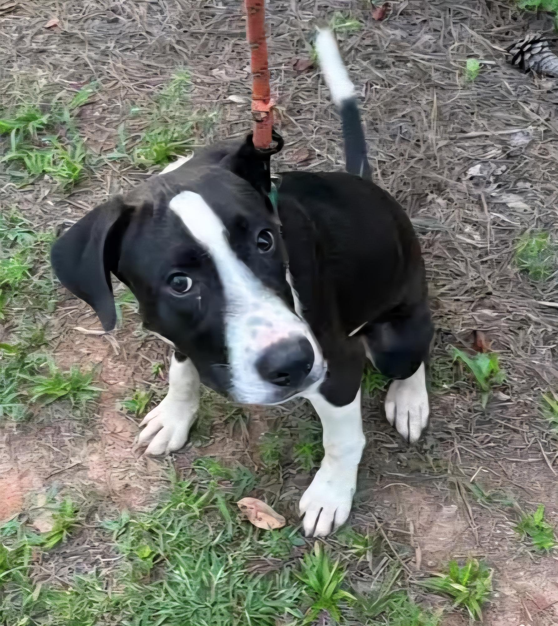 Barney, Adoptable, Young Male Labrador Retriever & Hound.