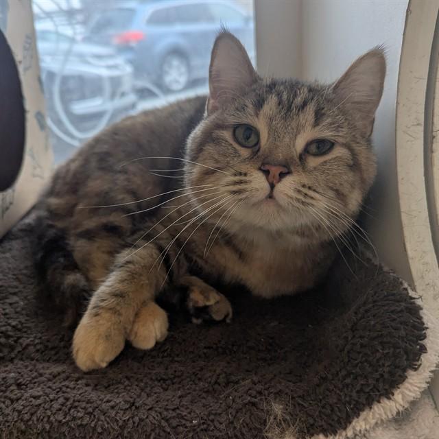 ANKO, Adoptable, Adult Female Domestic Short Hair.