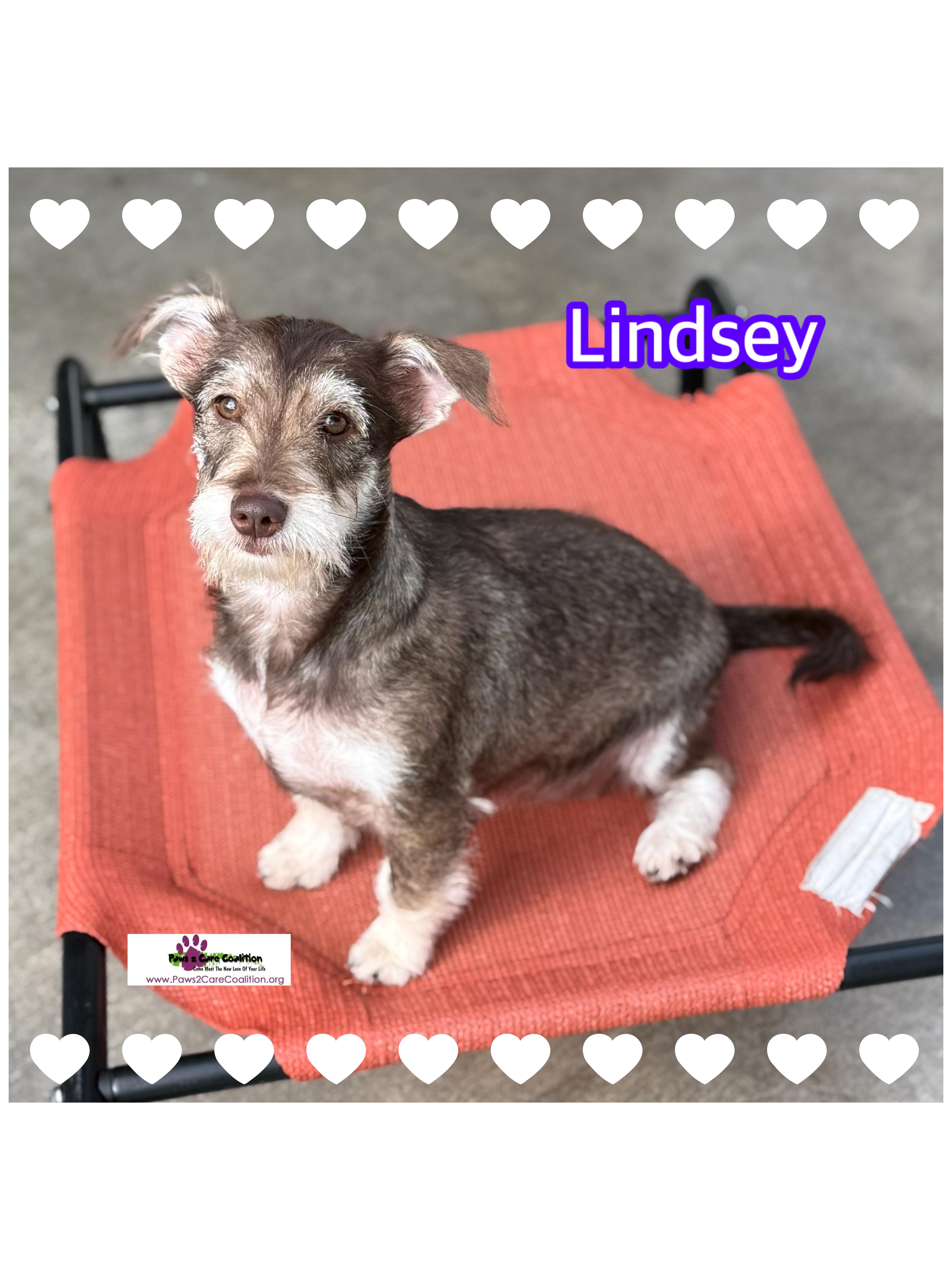 Lindsey, Adoptable, Puppy Female Schnauzer.