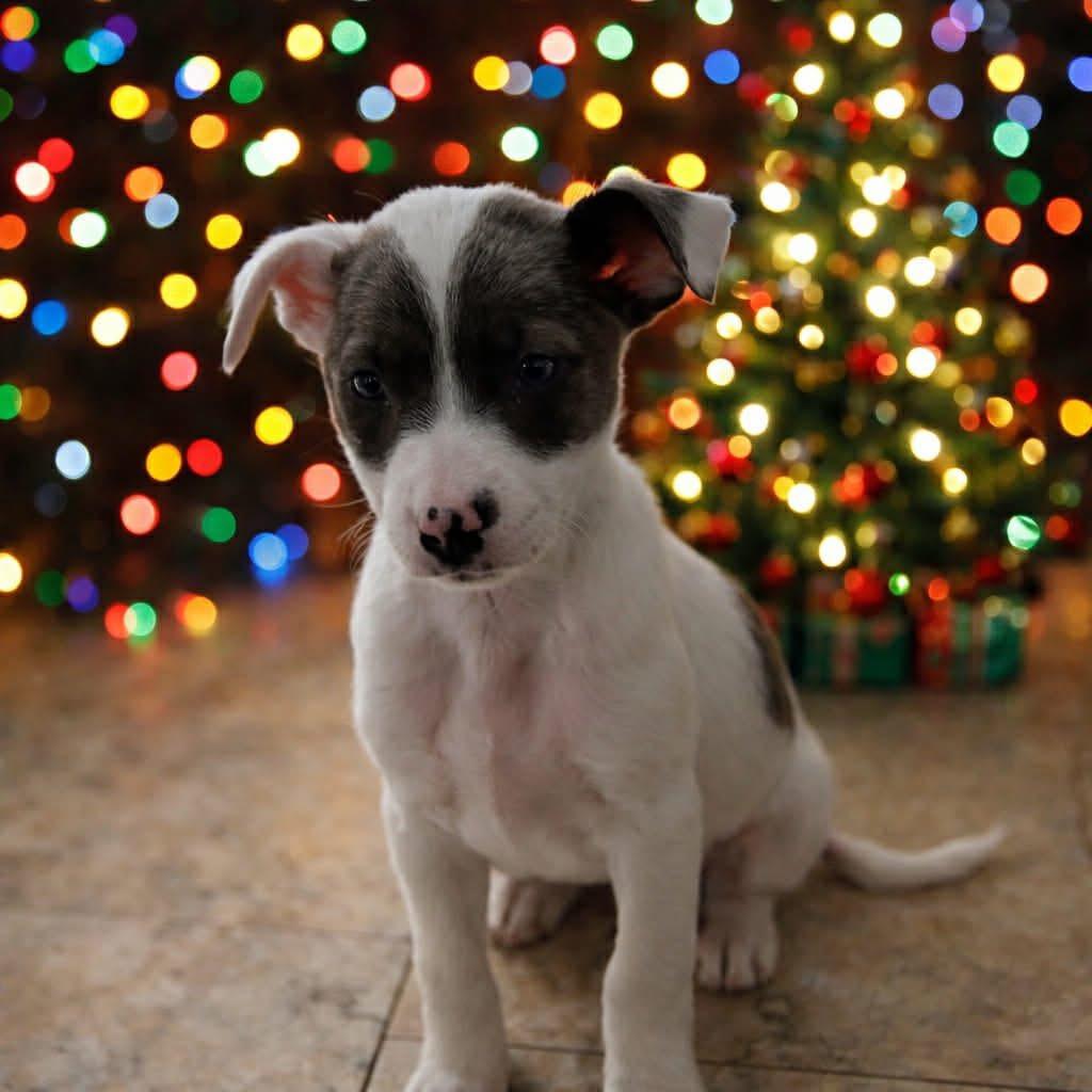 Enlarge Cinnamon, an adopted mixed breed in Geneseo , IL image 1/1